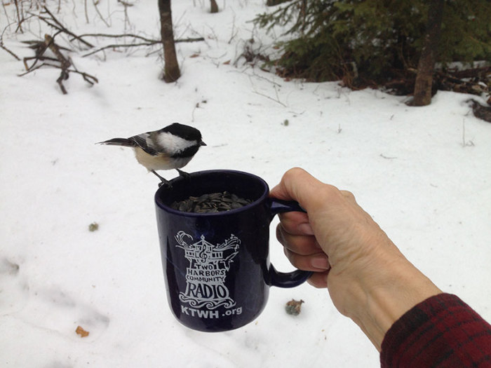 Even the Chickadees Admire Our THCR Mug!